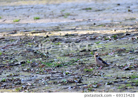 Wild birds in the winter 69315428