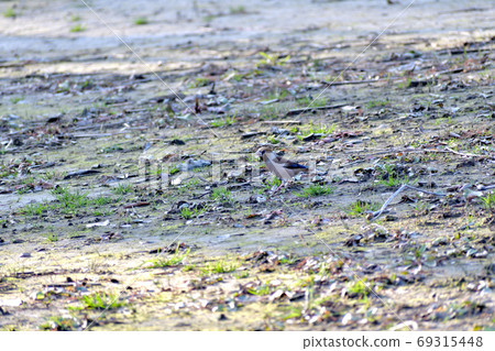 Wild birds in the winter Wild birds in the winter 69315448