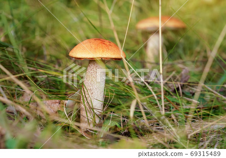 Two small Red-capped scaber stalk bolete Leccinum aurantiacum growing in forest, dry leaves and grass around. 69315489