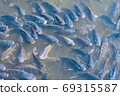 Many tilapia are swimming on the water surface for oxygen and pellet feeding. 69315587