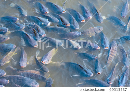Many tilapia are swimming on the water surface for oxygen and pellet feeding. 69315587