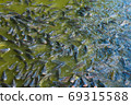 Many tilapia are swimming on the water surface for oxygen and pellet feeding. 69315588