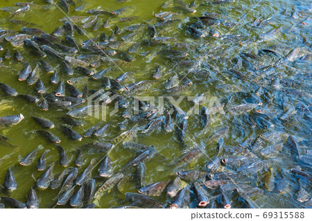 Many tilapia are swimming on the water surface for oxygen and pellet feeding. Many tilapia are swimming on the water surface for oxygen and pellet feeding. 69315588