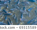 Many tilapia are swimming on the water surface for oxygen and pellet feeding. 69315589