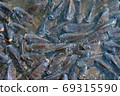 Many tilapia are swimming on the water surface for oxygen and pellet feeding. 69315590