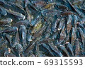 Many tilapia are swimming on the water surface for oxygen and pellet feeding. 69315593