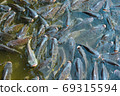 Many tilapia are swimming on the water surface for oxygen and pellet feeding. 69315594