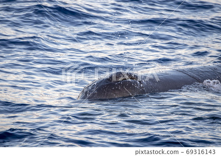 Sperm Whale at sunset in mediterranean Sea Sperm Whale at sunset in mediterranean Sea 69316143