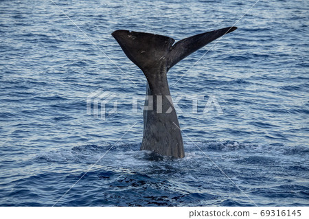 Sperm Whale at sunset in mediterranean Sea Sperm Whale at sunset in mediterranean Sea 69316145