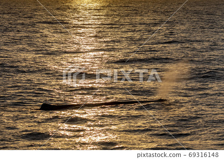 Sperm Whale at sunset in mediterranean Sea Sperm Whale at sunset in mediterranean Sea 69316148