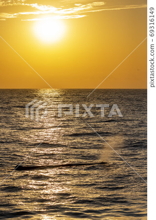 Sperm Whale at sunset in mediterranean Sea Sperm Whale at sunset in mediterranean Sea 69316149