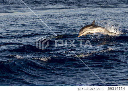 Dolphin while jumping in the sea at sunset Dolphin while jumping in the sea at sunset 69316154