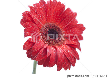 Red gerbera daisy with drops 69316631