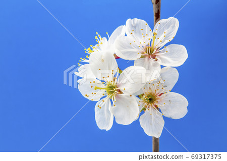 White cherry flowers on a blue background. White cherry flowers on a blue background. 69317375
