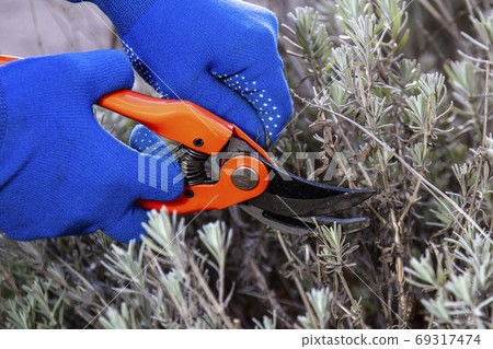 Hand in gloves holding bypass secateur and pruning Hand in gloves holding bypass secateur and pruning 69317474