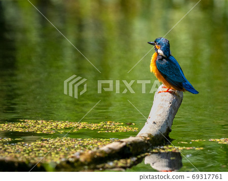Common Kingfisher (Alcedo atthis) sitting on a stick. Common Kingfisher (Alcedo atthis) sitting on a stick. 69317761