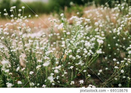 White Flowers Of Berteroa Incana On Field In Summer Day White Flowers Of Berteroa Incana On Field In Summer Day 69318676