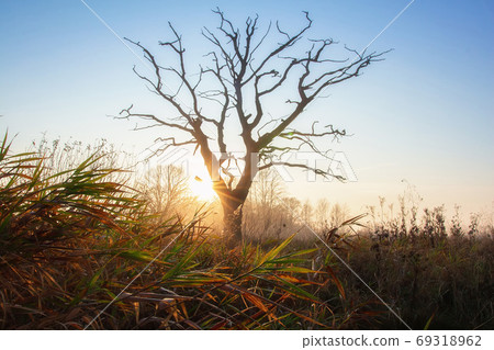 Misty morning. Sunrise. 69318962