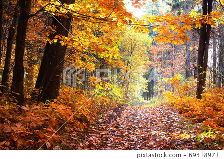 Landscape of fall woodland. 69318971