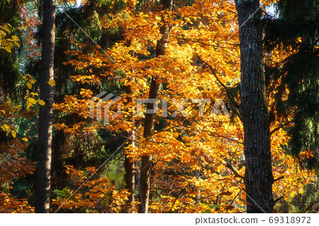 Autumn scenery. Branches of trees with yellow leaves. 69318972