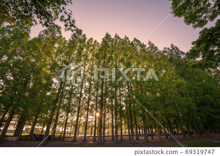 Metasequoia trees lined up in the setting sun 69319747