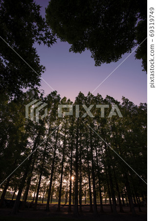 Metasequoia trees lined up in the setting sun Metasequoia trees lined up in the setting sun 69319749