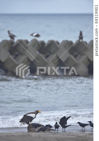 Steller's sea eagle and crows (Hokkaido) Steller's sea eagle and crows (Hokkaido) 69319901