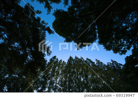 Row of metasequoia trees at twilight Row of metasequoia trees at twilight 69319947