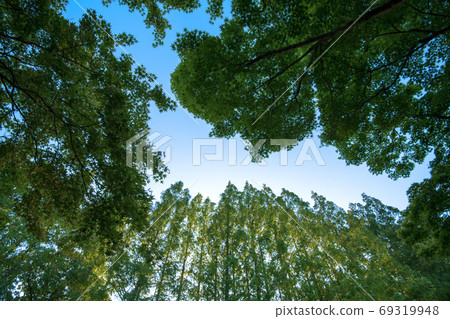 Row of metasequoia trees at twilight 69319948