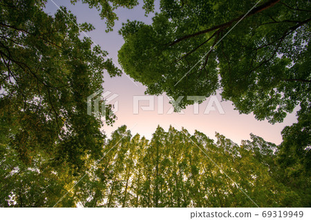 Metasequoia trees lined up in the setting sun Metasequoia trees lined up in the setting sun 69319949