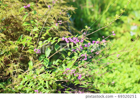 新鮮的海鯛水果 69320251