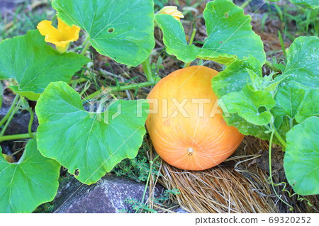 南瓜果 南瓜果 69320252