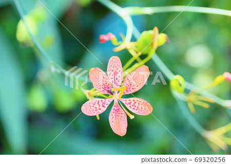 Hiougi flower Hiougi flower 69320256