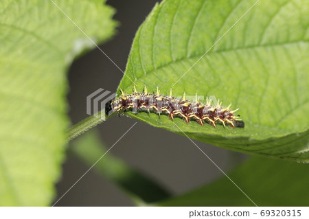 Akatateha的最後齡幼蟲 Akatateha的最後齡幼蟲 69320315