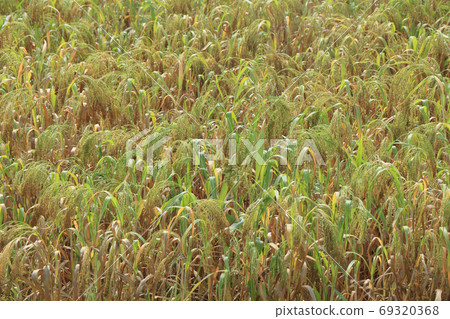 Millet grain 69320368
