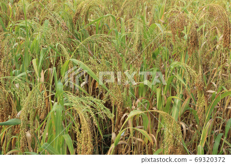 Millet grain 69320372