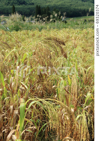Millet grain Millet grain 69320374