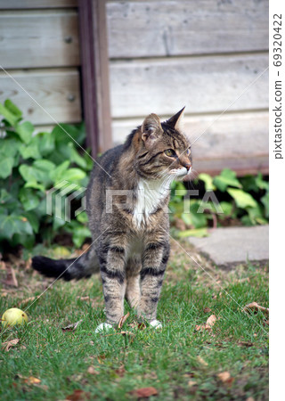 Portrait of stripped hair cat standing in a garden Portrait of stripped hair cat standing in a garden 69320422
