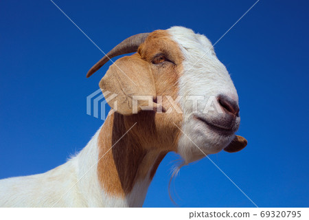 goat brown and white farm dairy animal milk product agriculture goat brown and white farm dairy animal milk product agriculture 69320795