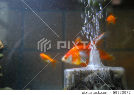 Bukubuku向游泳的金魚發送氧氣 Bukubuku向游泳的金魚發送氧氣 69320972
