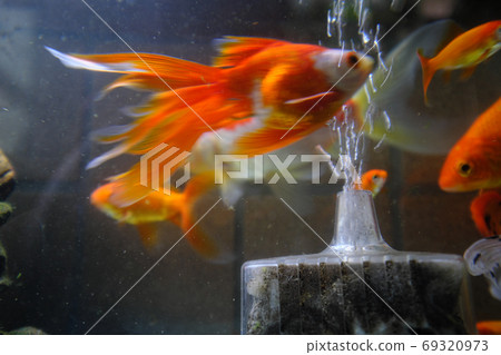許多金魚在水族館裡游泳 69320973