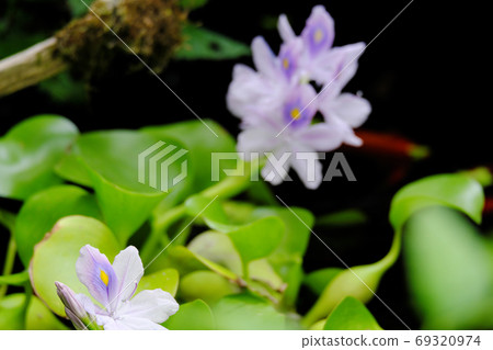 Purple water hyacinth floating in the pond Purple water hyacinth floating in the pond 69320974