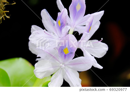 Beautiful flower up of water hyacinth Beautiful flower up of water hyacinth 69320977