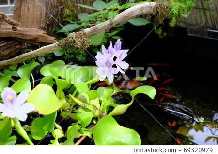 Water hyacinth flowers blooming in the pond where goldfish swim Water hyacinth flowers blooming in the pond where goldfish swim 69320979