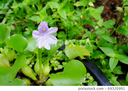 Water hyacinth flowers blooming on the water Water hyacinth flowers blooming on the water 69320991