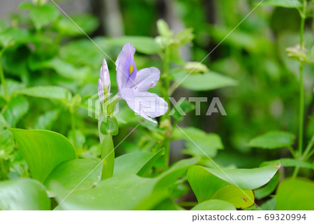 Beautiful water hyacinth flowers and buds 69320994