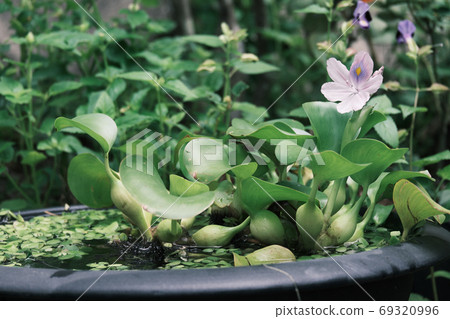 漂浮在水面上的hoteiaoi一朵可愛的花 照片素材 圖片 圖庫