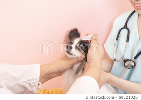 Hand of female doctor and nurse putting eye drops on papillon 69321020