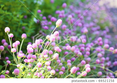 Sennichikou花 69321158