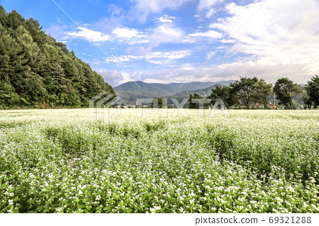 Bongpyeong Buckwheat Field Scenery Bongpyeong Buckwheat Field Scenery 69321288
